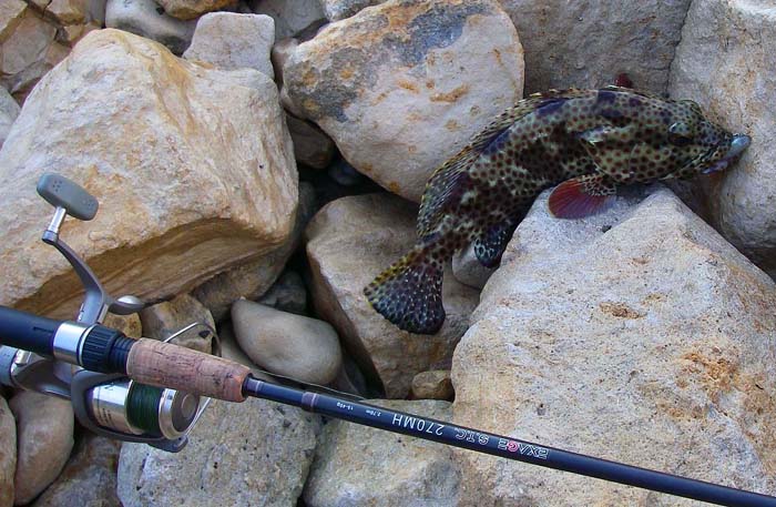 Probably a rock hind.