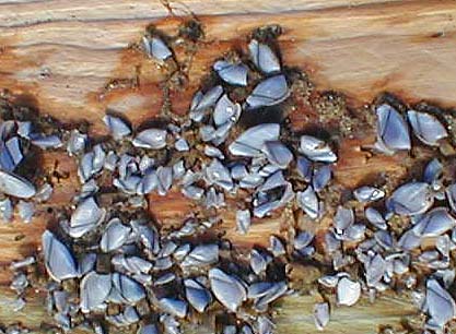 Each barnacle is on a little rubbery stalk and uses its fringed legs to 'kick' planktonic food into its mouth.