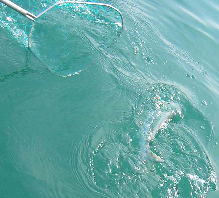 A nice kahawai comes reluctantly to the net.