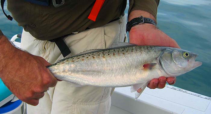 I wonder if the fin was damaged by the line? perhaps the fish tend to swim in one direction and the line catches their right flank?.