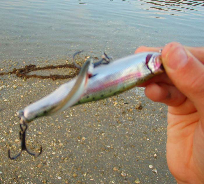 Tim's bait fish. Last year I hooked a bass after this happened to me.