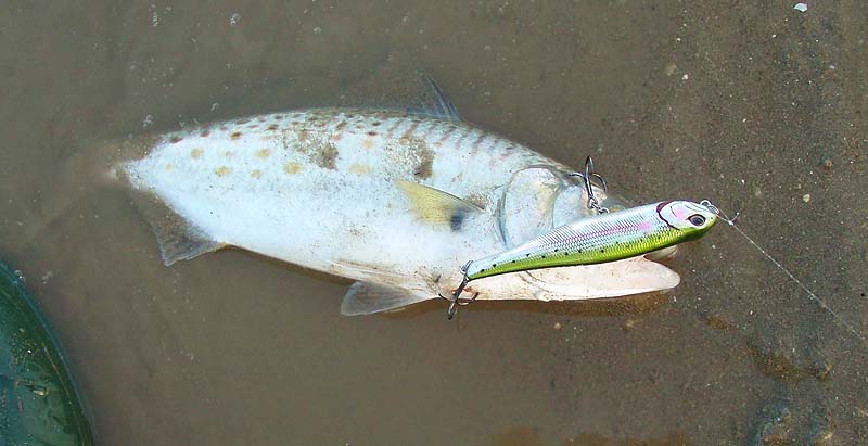 I like the popper. Fish often get a hook in their 'earhole' when they smash into surface lures.