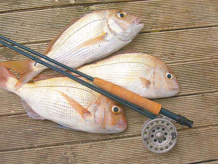 Who wants trout? What a fine sight.