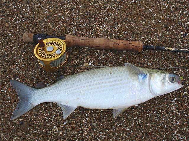 My books don't give me a clue which species this is - I'll try to find out.