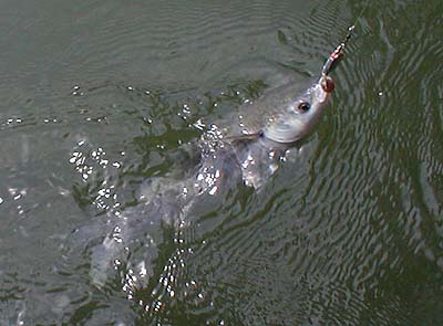 This one took a reasonably firm (if dead) bait.