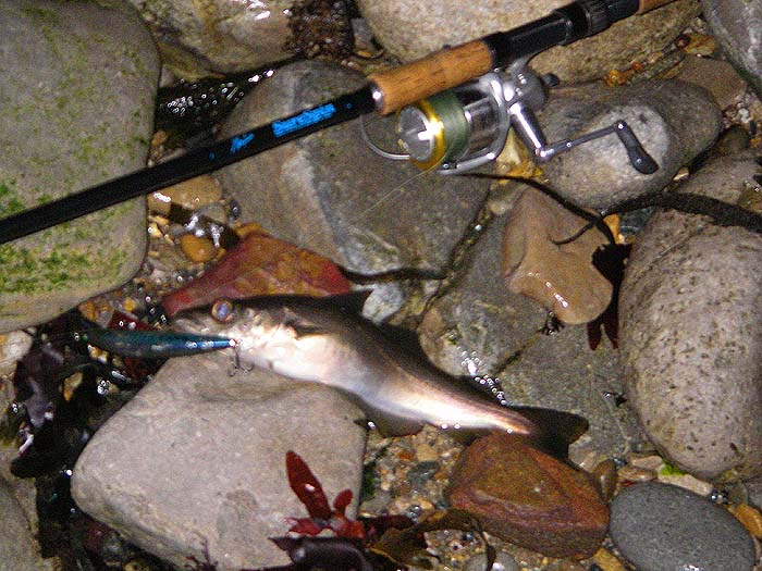 The camera failed to focus in the gloom and this was the best shot I had of one of my pollack.