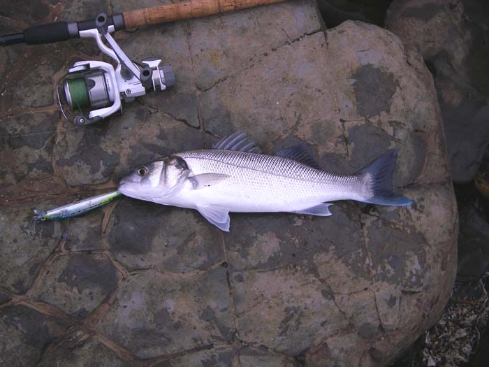 What a lovely fat little fish.