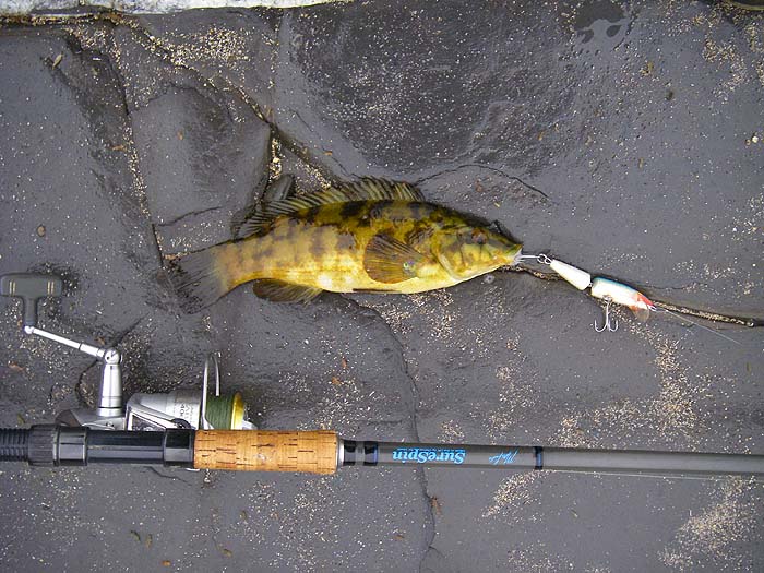 Not big but different and taken on a J9F Rapala.