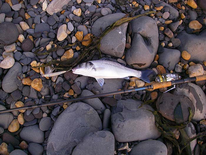 I took another picture of the plump little fish caught on an 'Angel Kiss' lure.