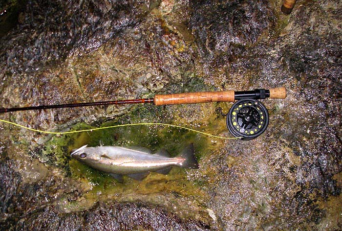 My pollack with the little rubber eel firmly in the edge of the mouth. Note the nasty red algae.