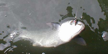 Note the curious kink in the middle of the lower lip, a feature of the mullet's particle feeding strategy.