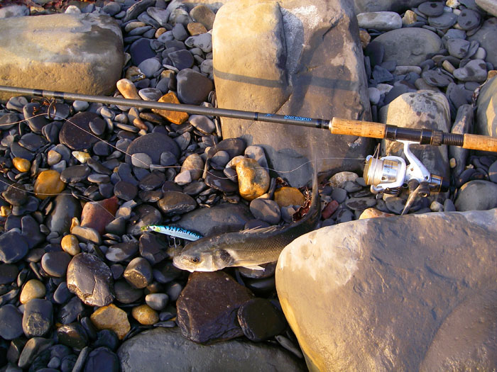 This one took my Angel Kiss lure and contrary to appearences was not foul hooked.