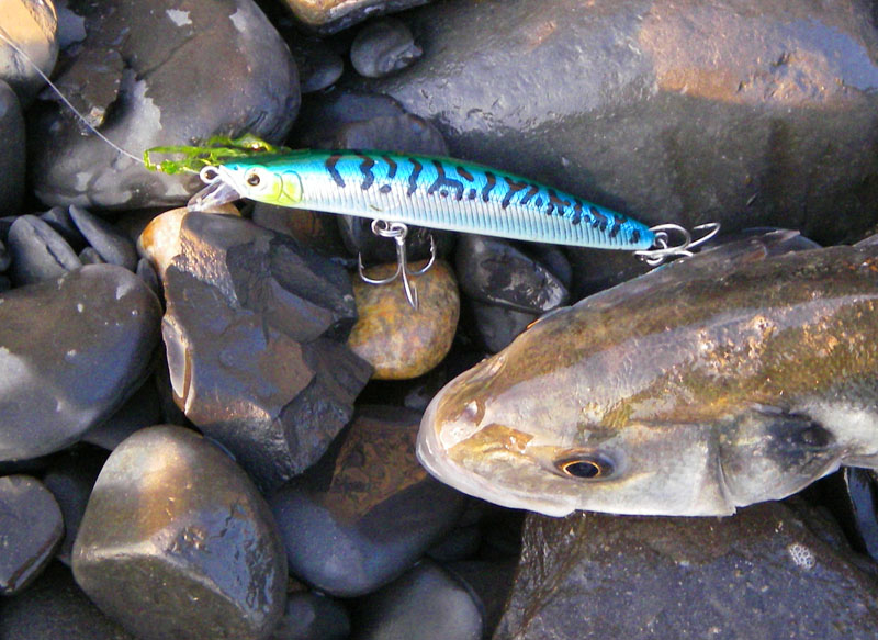 Aren't they fantastic, prickly little devils? Always worth using the forceps if you want to avoid spiked and chopped fingers. Note the 'lettuce' on the line.