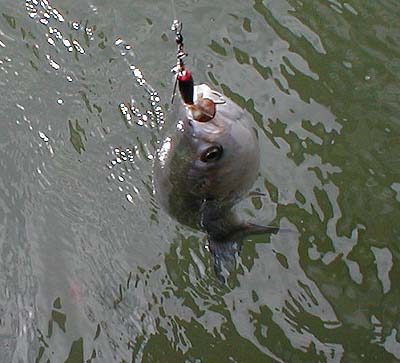 The barrel 'lead' body of the lure is clearly visible.