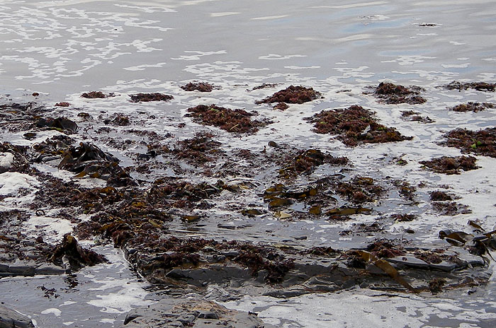 Look at that foam. Organic surfactants (detergents) produced by the algae are responsible. There's also a lot of seaweeed 'salad' on the shore.