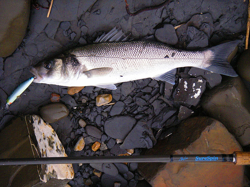 No monster but a real bonus in these conditions.