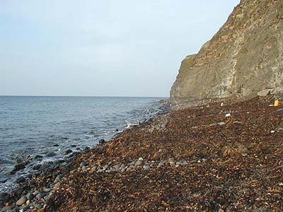 Some of these middens were almost a metre deep and contained billions of maggots but no fish came in to feed on them.
