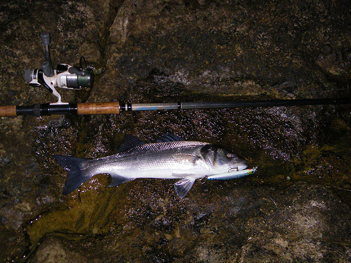 This one took the Angel Kiss plug at long range.