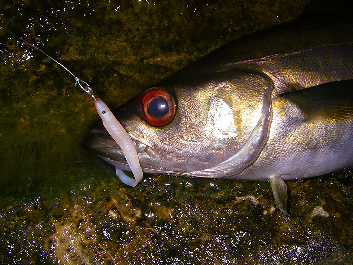 Well hooked on my eel which is still secure after landing and unhooking quite a few fish..