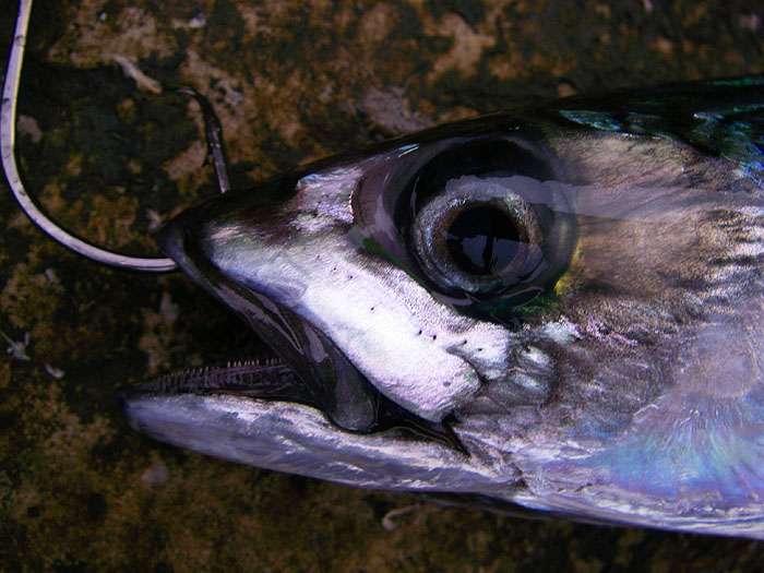 The lip hooked mackerel was back in the water only seconds after being landed.