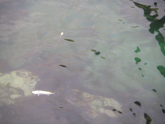 Mackerel have great stamina and even after a long session my bait was still swimming hard. It wasn't easy to focus on the fish as it swam. The cork is just a useful indication of where the bait is - I could simply have freelined.