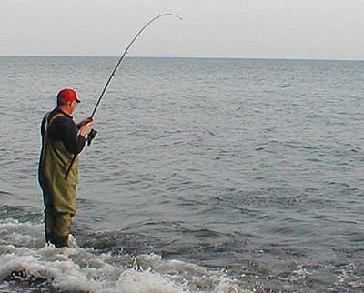 The fish was hooked on a plug just before high water.