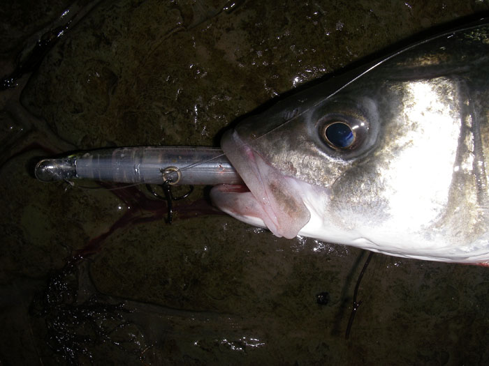 This fish was certainly intending to swallow its victim.