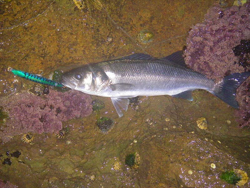 I'd almost forgotten what it was like to catch one.