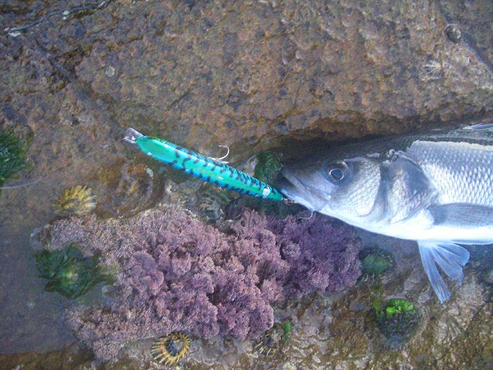 The fish had obviously sideswiped the lure and managed to hook itself under the chin on the tail treble (so I nearly missed it!!).