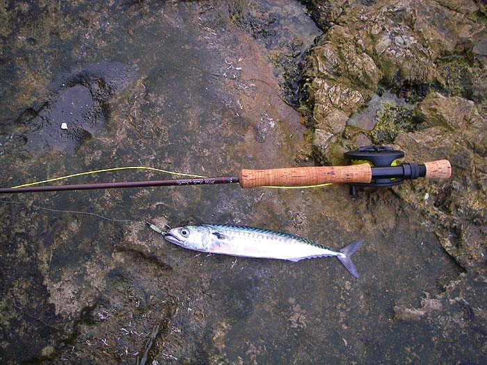 As always this one battled hard on the fly gear.