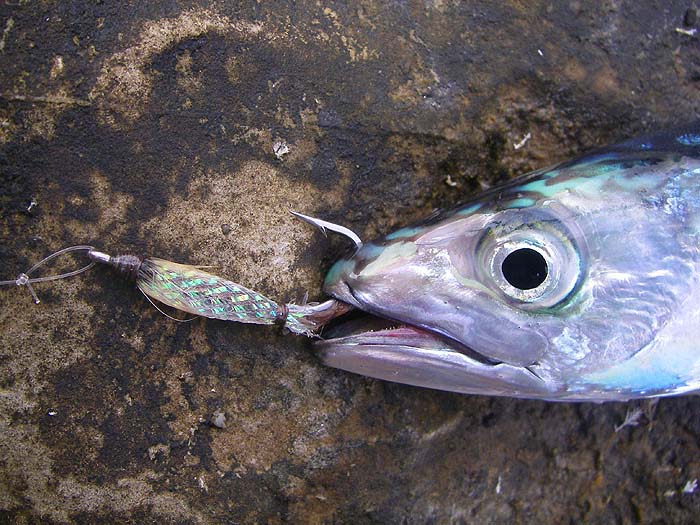 Alan's fly. Again a really good fish attractor.