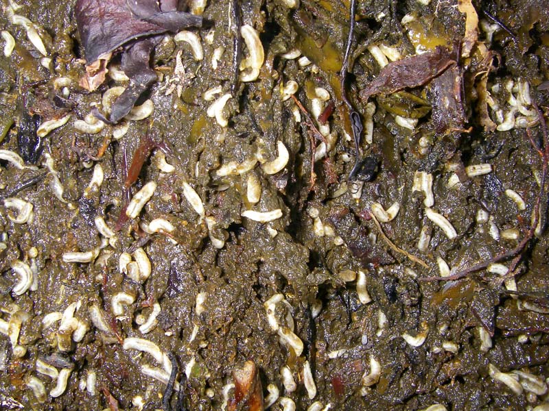 Plenty of 'groundbait'.