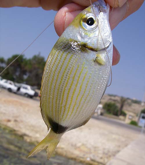 This species of Diplodus is very common.