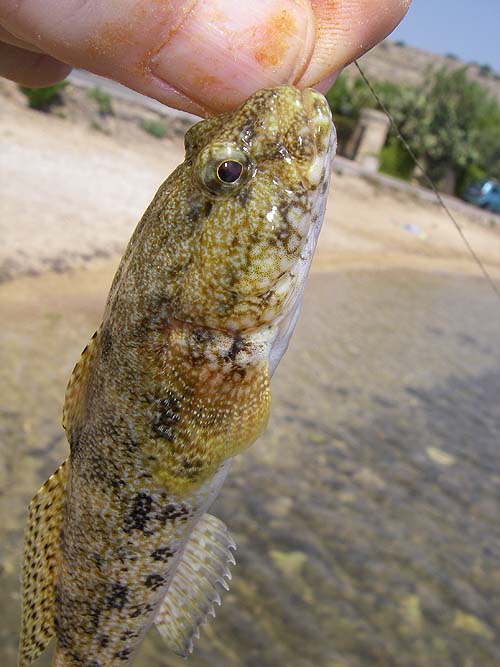 This one grows a lot bigger apparently.