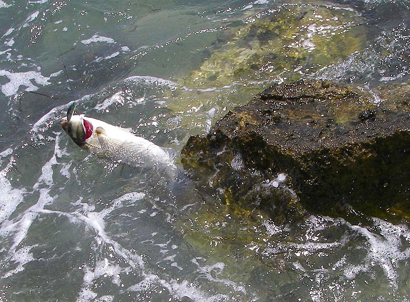 To my astonishment a bass took my Angel Kiss lure as it rounded the rock.