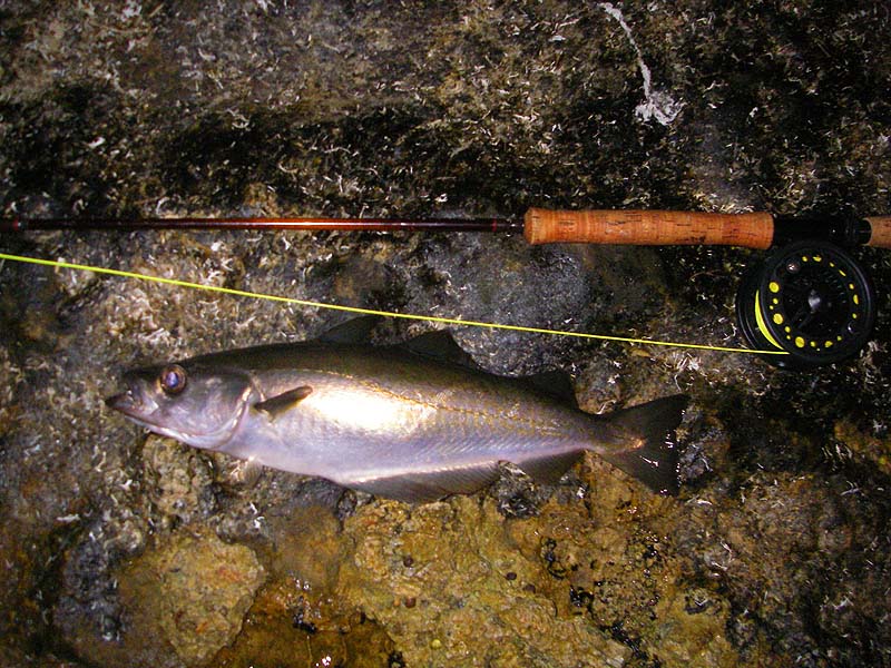 My best fly-caught pollack from Dorset (so far).