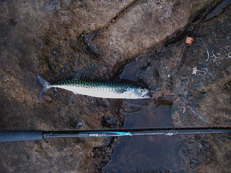 I hate the word 'rig' but it's a 6/0 circle hook on 15lb nylon and a split cork about a metre up the line.