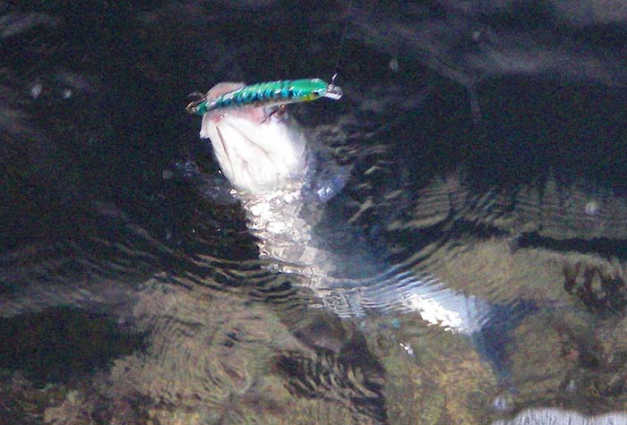 A plug caught bass at the end of my last livebaiting session.