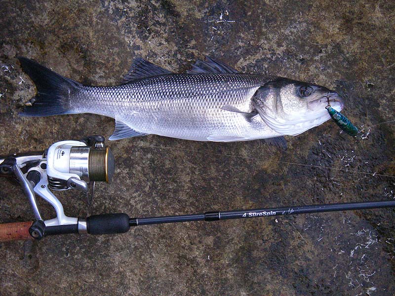 Nicely hooked on an Angel Kiss but not big enough to take a mackerel.