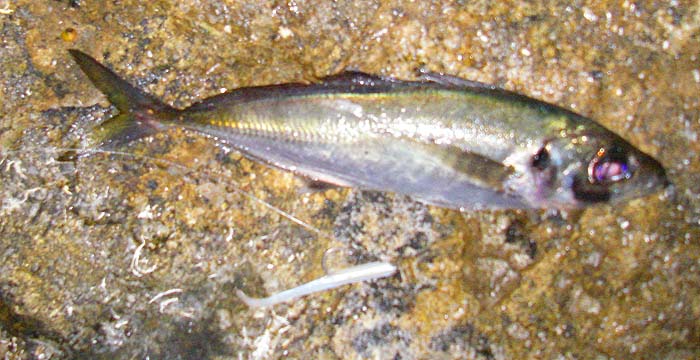 Not much of a picture (camera failed to focus in the dark) but clearly a violet eyed scad. Note the headless eel.