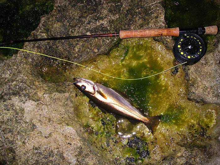 Some mornings these can be a nuisance.