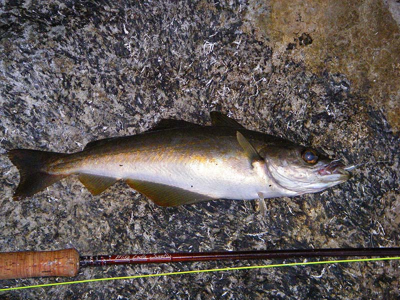 Not a big one but typical of the two year olds we're catching this year.