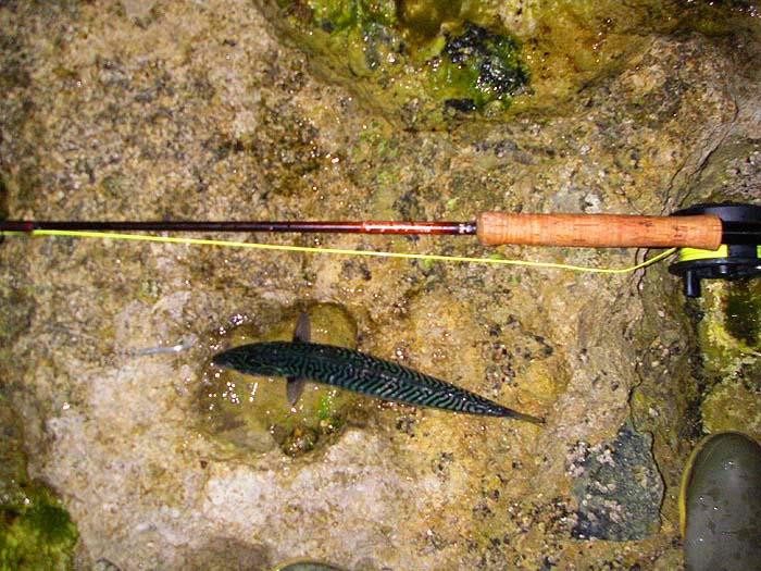 I love catching these on the fly but once I have one for bait it usually signals the end of my bites for the session.