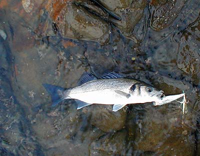 I've painted the belly of the lure white and silvered its flanks - I think it looks more fishlike!