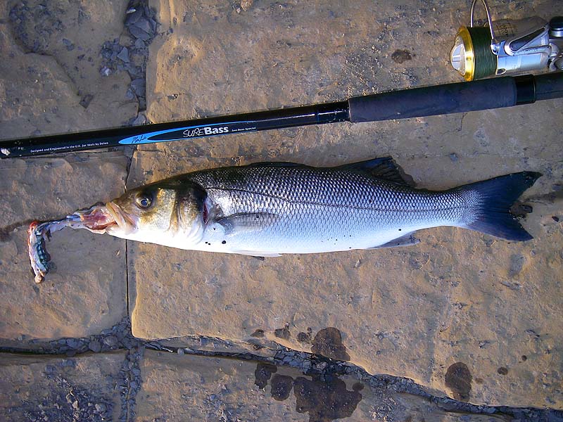 After several missed bites I have my bass.