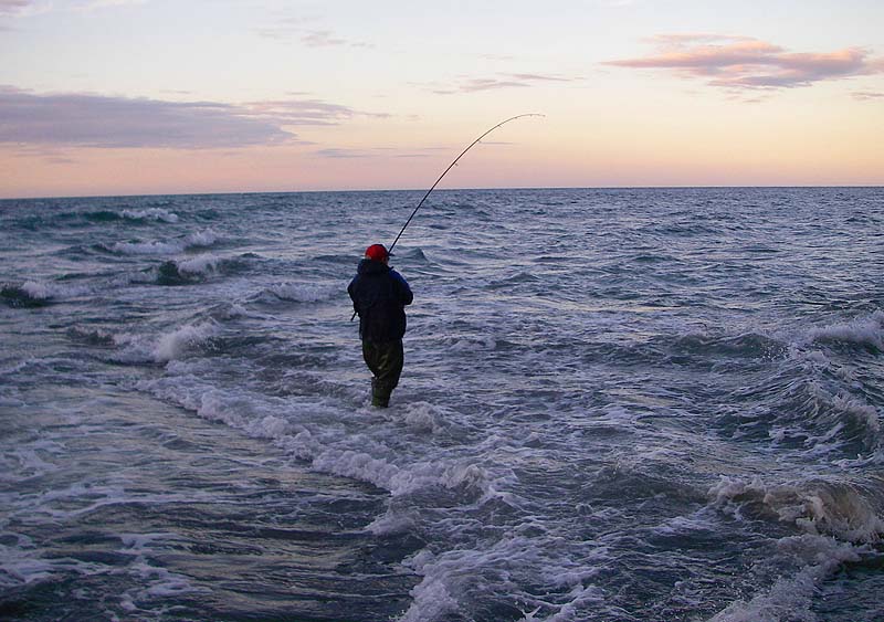 He's into a fish on his freelined mackerel flank.