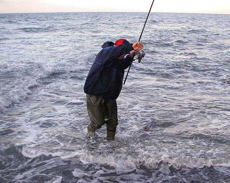 The bass is ready to be beached.