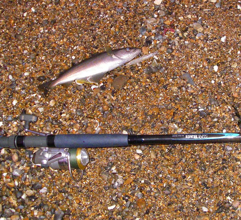 After losing the trout I eventually switched to an Angel Kiss and landed three pollack - this was the smallest.