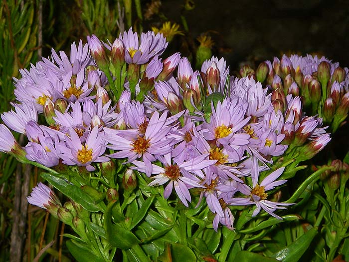 A sort of maritime michaelmas daisy.
