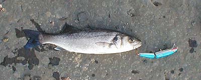 This one took my blue and silver J11.